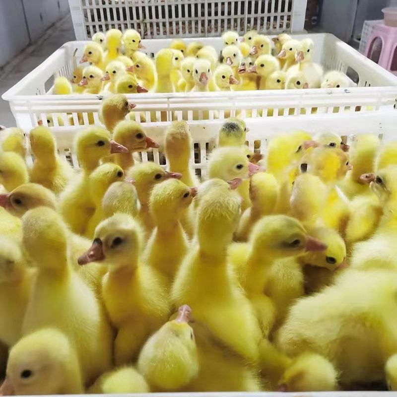 鹅苗活体批发白鹅苗产蛋百子鹅活体苗大白鹅三花鹅小鹅仔家养鹅 灰