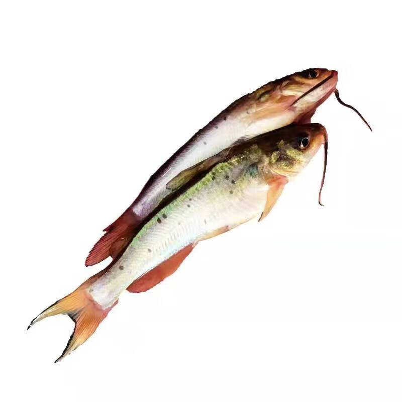 叉尾鱼苗 淡水斑点叉尾鮰鱼苗钳鱼苗 沟鲶鱼苗回鱼苗活体养殖 【200条