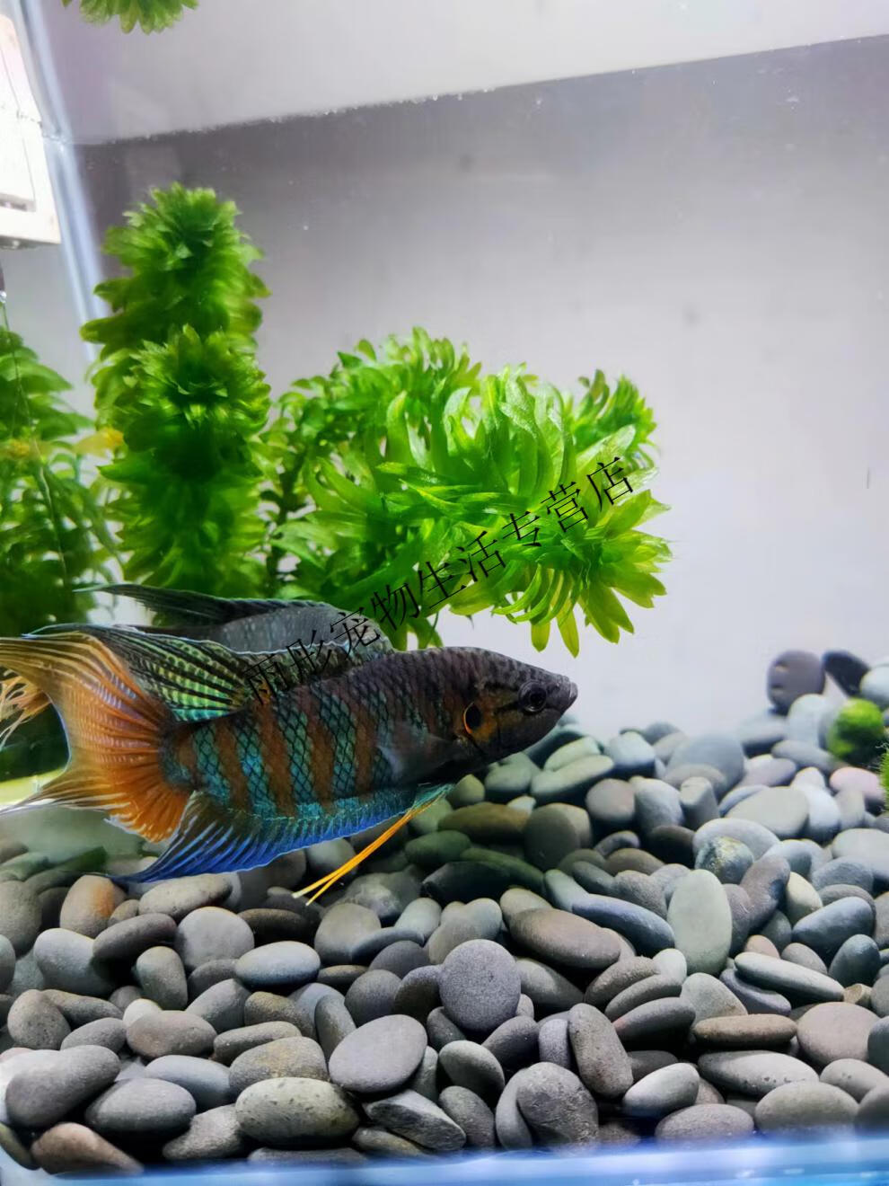 中国斗鱼活体普叉活鱼冷水淡水观赏鱼好养耐养鱼金鱼小型斗鱼鱼苗 5