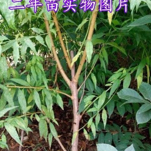 中华黑桃王桃树简介图片