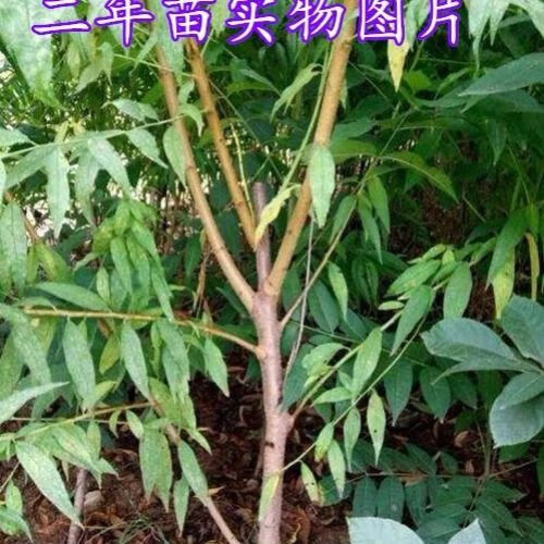 好吃脆甜离核 高产新品种中华黑桃王桃树苗 10月份成熟单果2斤重 二年