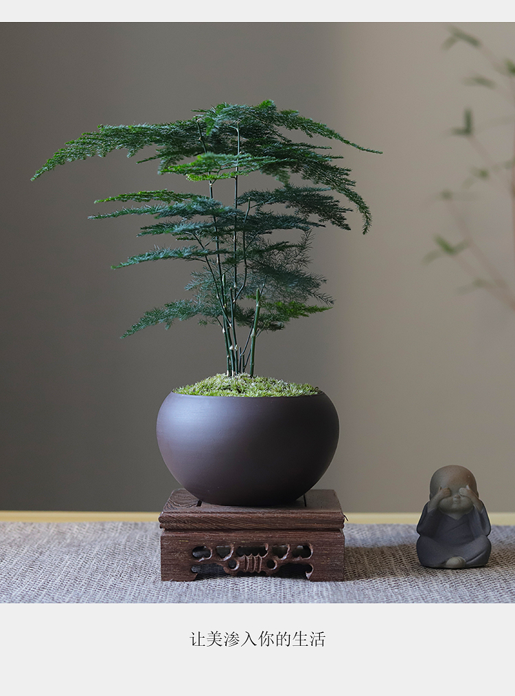 文竹文竹紫砂陶瓷盆苔藓白发藓绿植室内盆栽中式禅意办公室摆件盆景客