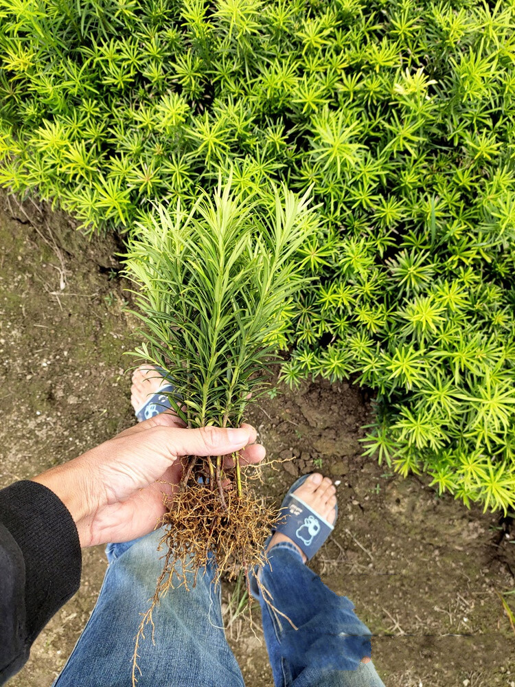 绿植树苗小叶松树造型庭院树绿化盆栽花卉 烈焰红罗汉松2年嫁接苗一棵