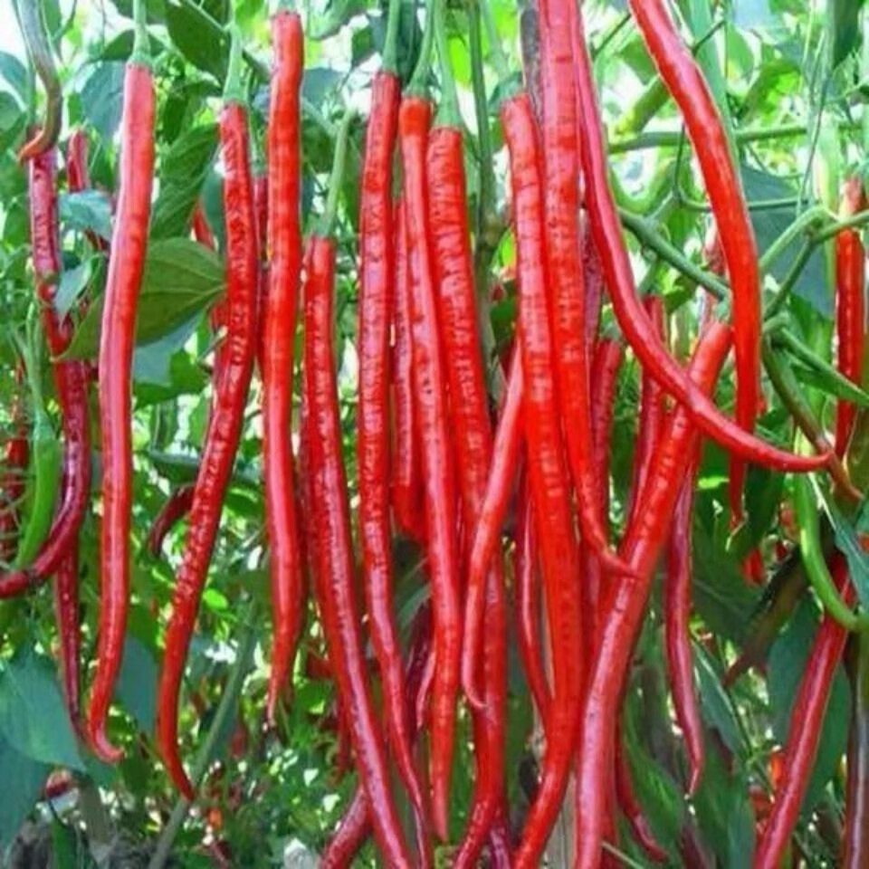 长线椒种子香辣王湖南辣椒种籽杭椒超长特高产春夏秋冬辣椒树种子超长