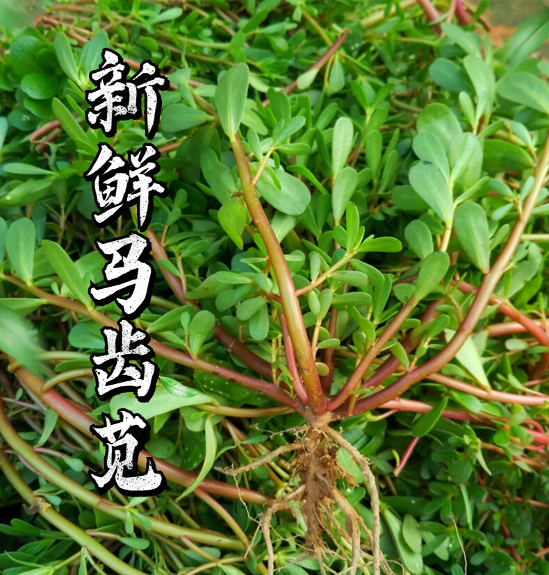 商南助农馆马齿苋菜新鲜现摘马齿菜马蜂菜野生马齿笕14斤食用野菜500g