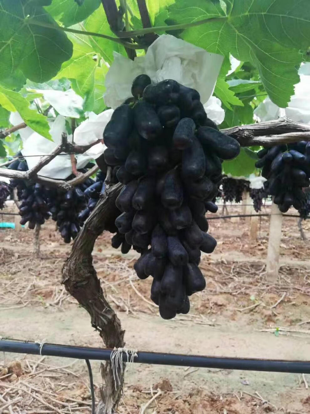 青樱红荔现摘金手指黑提无籽黑提子长型葡萄美人指新鲜水果现摘蓝宝石