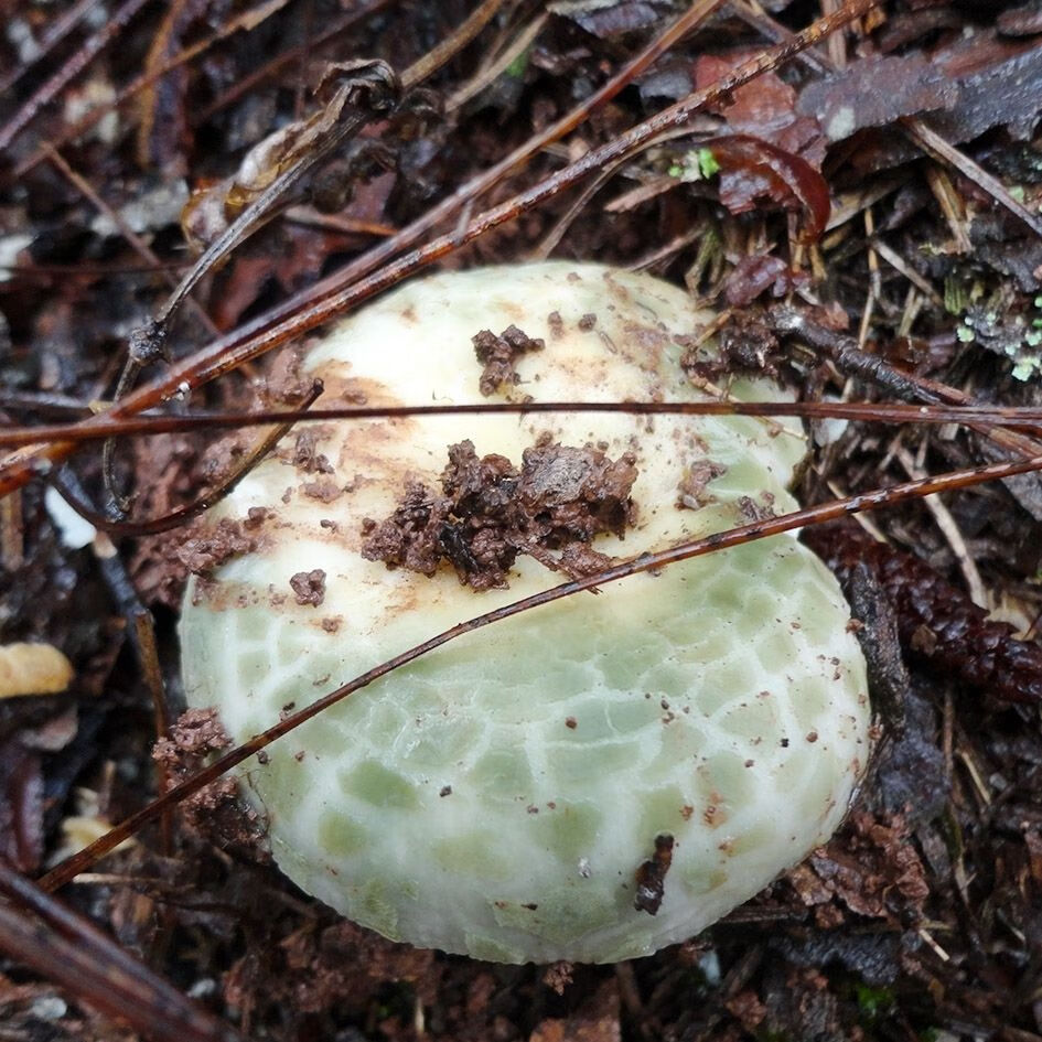 青头菌干货 纯青菇家乡土特产山货农家青蘑菇梨菇绿豆青产地 250克青
