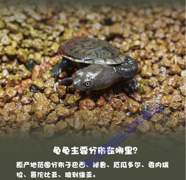 瑾伦宠物长颈龟蛇颈龟苗深水混养鱼缸观赏侧颈活体龟花面龟57厘米错甲