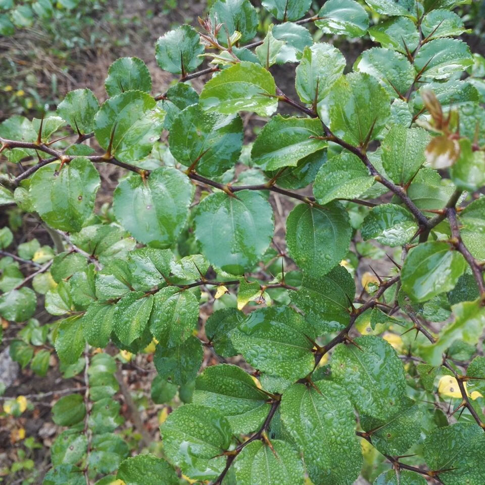 江影清马甲子树苗刺树苗铁篱笆鸟不站刺苗果园围栏绿篱防护隔离树1000