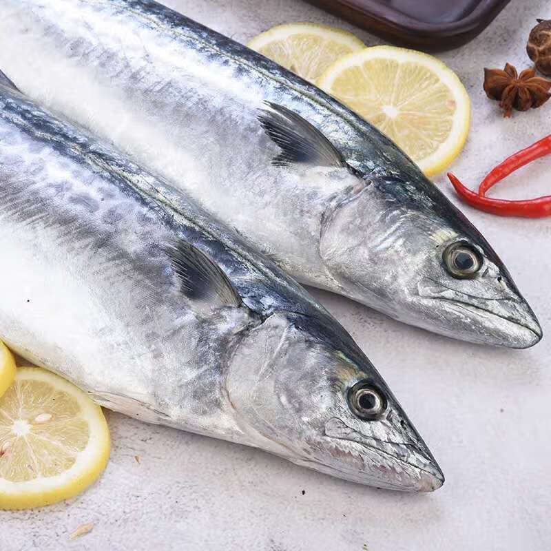 马鲛鱼新鲜海捕马鲛鱼新鲜鲜活鲅鱼燕尾鲅鱼大号鲅鱼鲅鱼整条 半斤