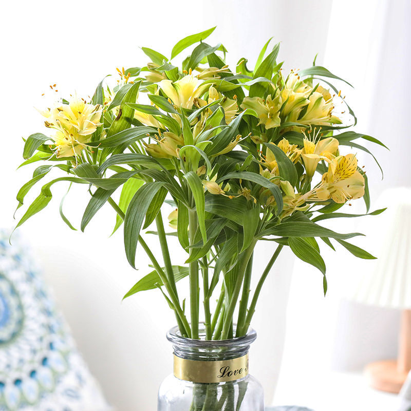 芊阙 云南昆明基地直发鲜花水仙百合六出花家庭办公室水养瓶插花 随机