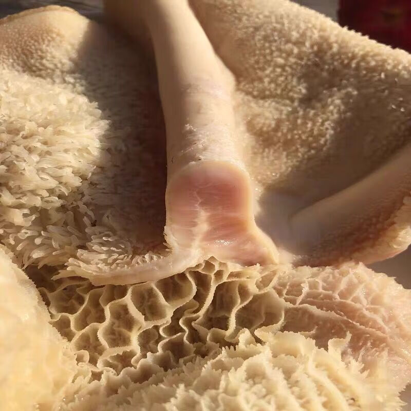 臻鲜蓓 新鲜牛肚毛肚子毛肚丝金钱肚整块蜂窝肚涮毛肚生牛肉 精品牛杂