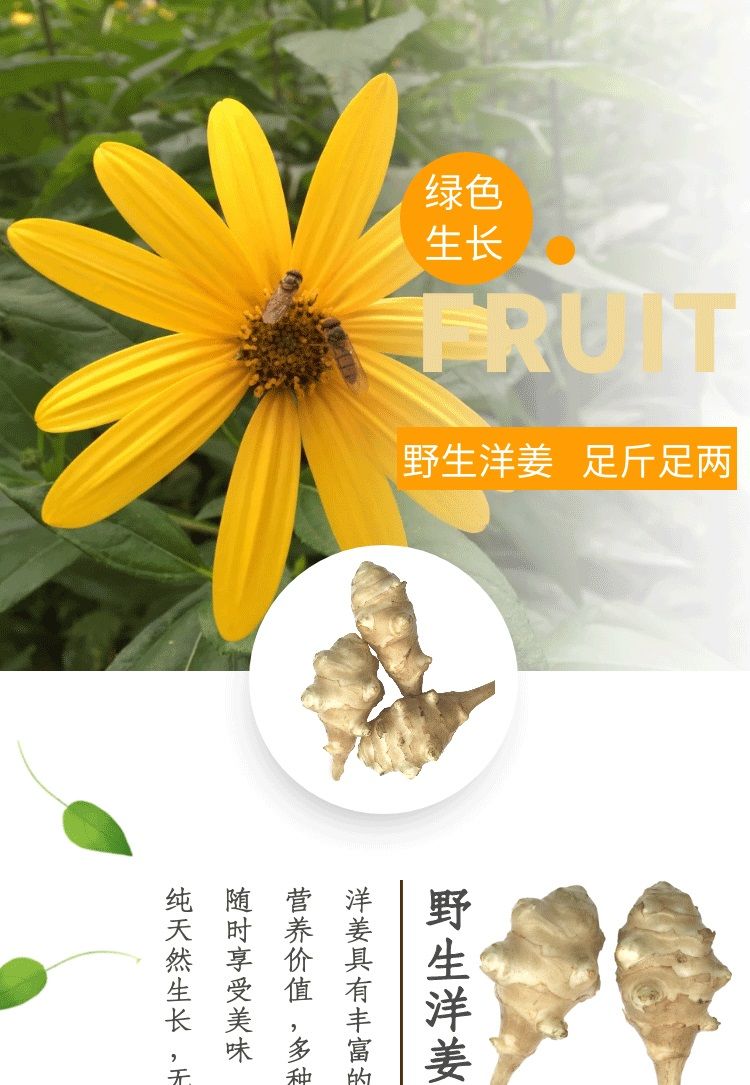 5斤鲜洋姜 新鲜洋姜鬼子姜 现挖洋姜蛋洋生姜洋姜洋芋头甜姜10斤 5斤