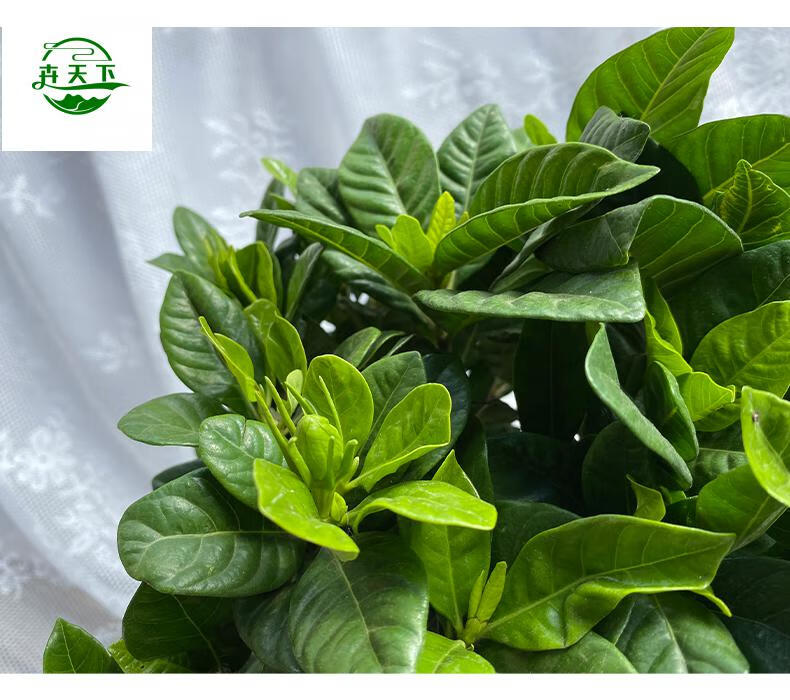 栀子花盆栽大盆带花苞四季开花浓香型树苗四季好养植物室内花香水 卉