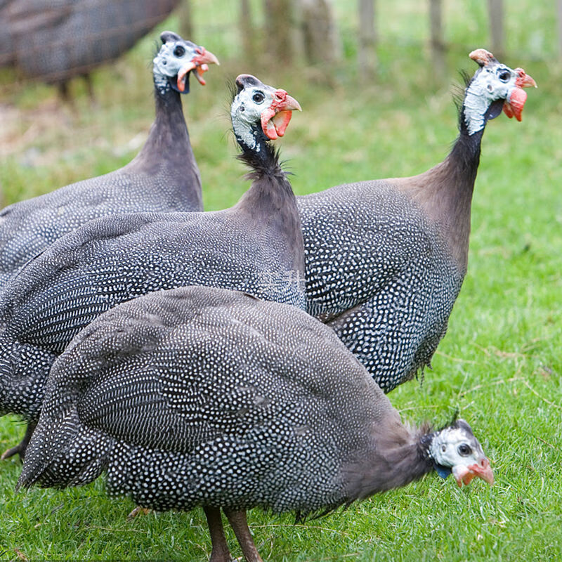 采缇(caiti)半斤珍珠小鸡苗真珠鸡幼苗活体鸡五颜六色一斤鸡五黑鸡