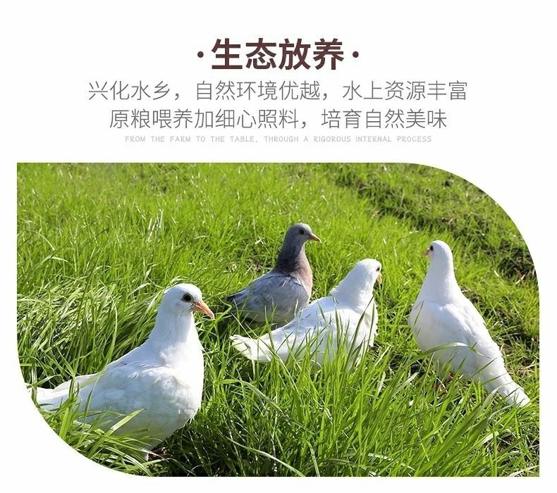 散养土鸽生鲜乳鸽孕妇乳鸽营养冰鲜烤乳鸽煲汤老鸽子单只67两5只装