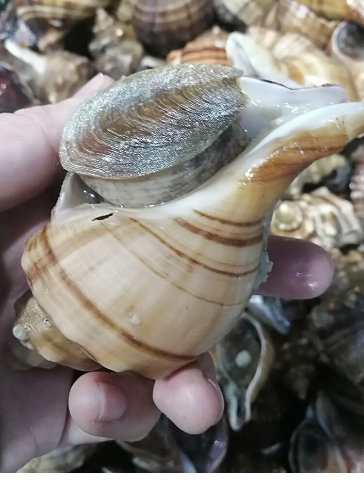 大连海鲜特产网红贝类花螺天然响螺深海田螺新鲜超大海螺 1000g【图片