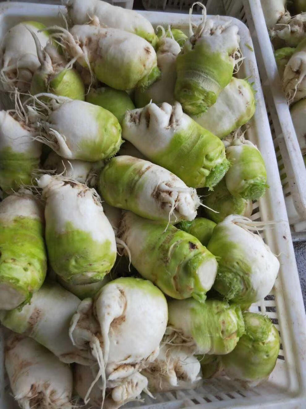 四川大头菜 颗粒整颗 原味口咸菜 大缸腌制酱菜原 味芥菜丝下饭菜