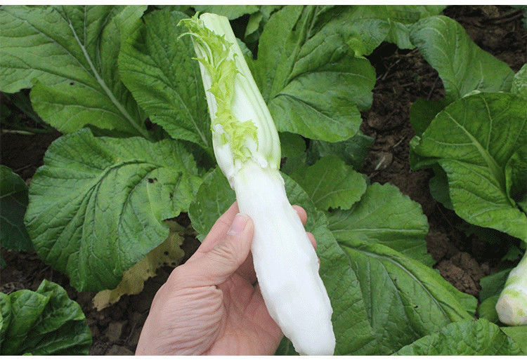 青菜棒菜棒棒青芥菜脑壳菜咸菜火锅食材新鲜当季蔬菜批发新鲜棒菜8斤