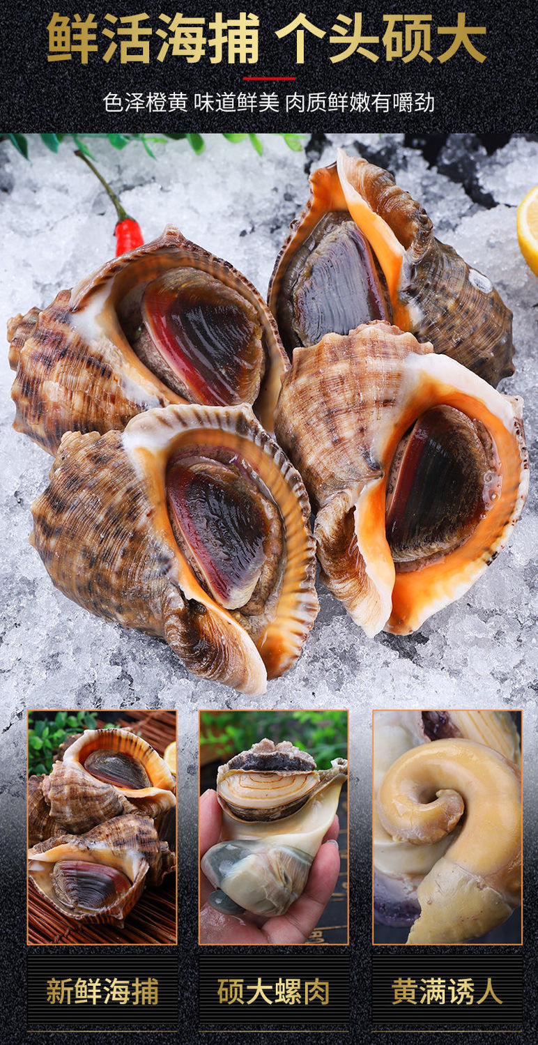 海螺海捕现发新鲜大中小超肥海螺贝类海鲜水产一斤装芥末酱油23只斤