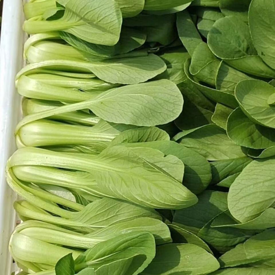 2021年农家自种新鲜上海青油菜,小白菜青菜自产自销精品.