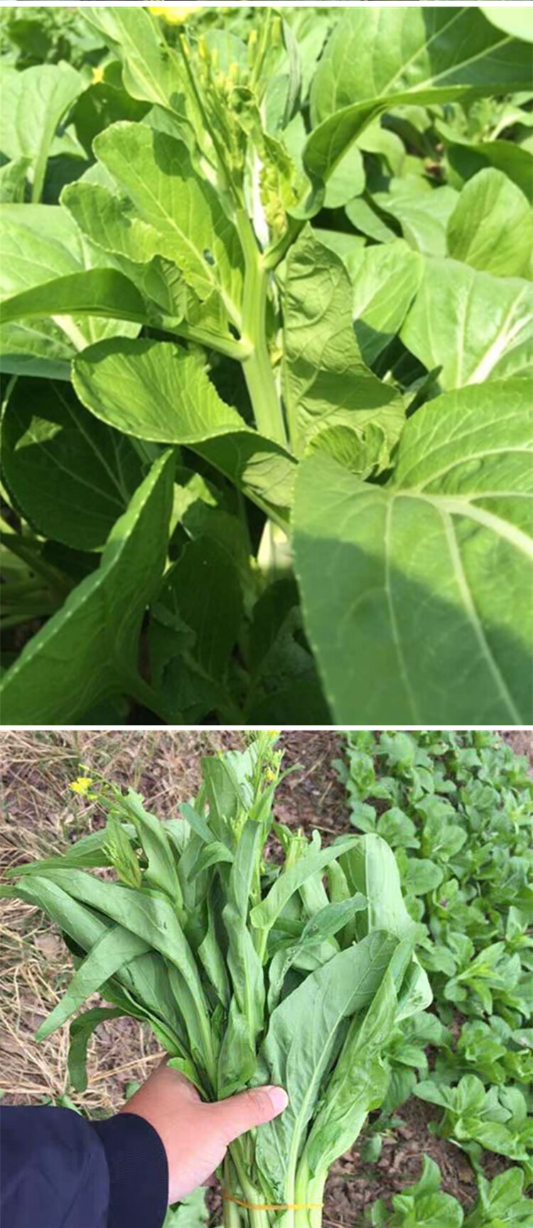 多心白菜薹種籽百子千筍連州菜心春秋四季早熟耐寒高產蔬菜種孑子 多