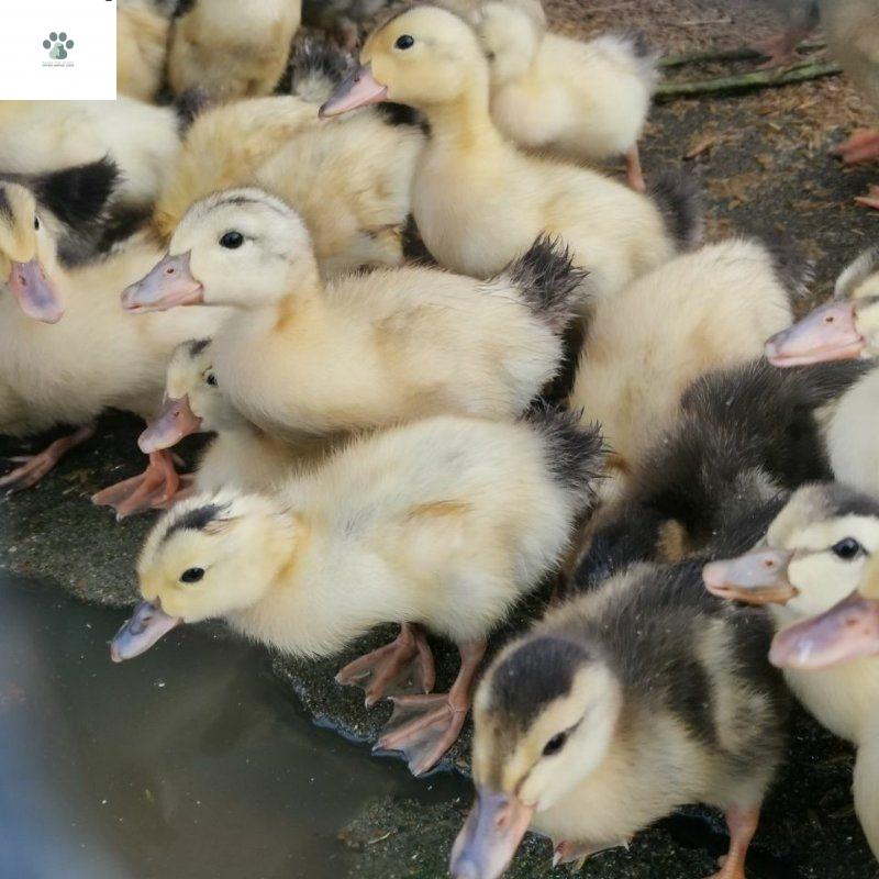 番鸭苗半大脱温黑白番鸭活苗旱鸭苗西洋鸭麻鸭 黑番鸭红脸鸭土鸭 灰鹅