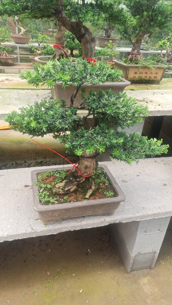 罗汉松庭院客厅罗汉松盆栽植物小型罗汉松盆景 13号罗汉松造型盆景 含