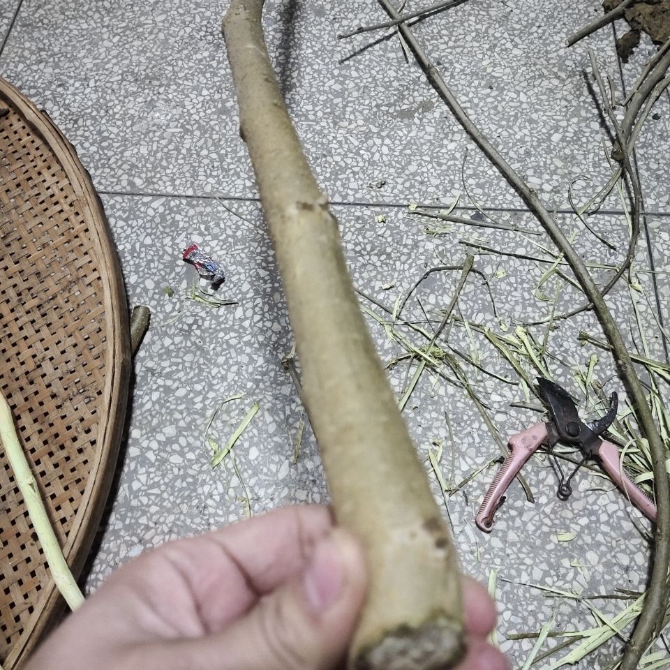 新鲜现采带皮桑枝筷子粗细干桑树枝条桑木棍破关桑树枝桑枝棒筷子粗细