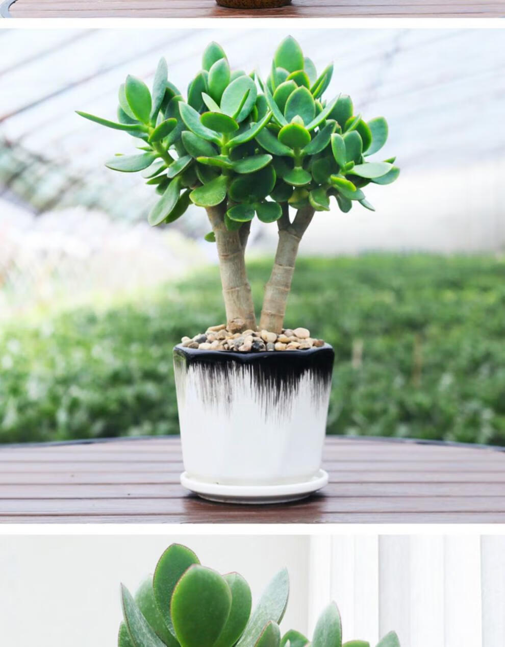 四季常青植物室内办公室阳台耐旱绿植花卉盆栽玉树5到6年大苗原土发货