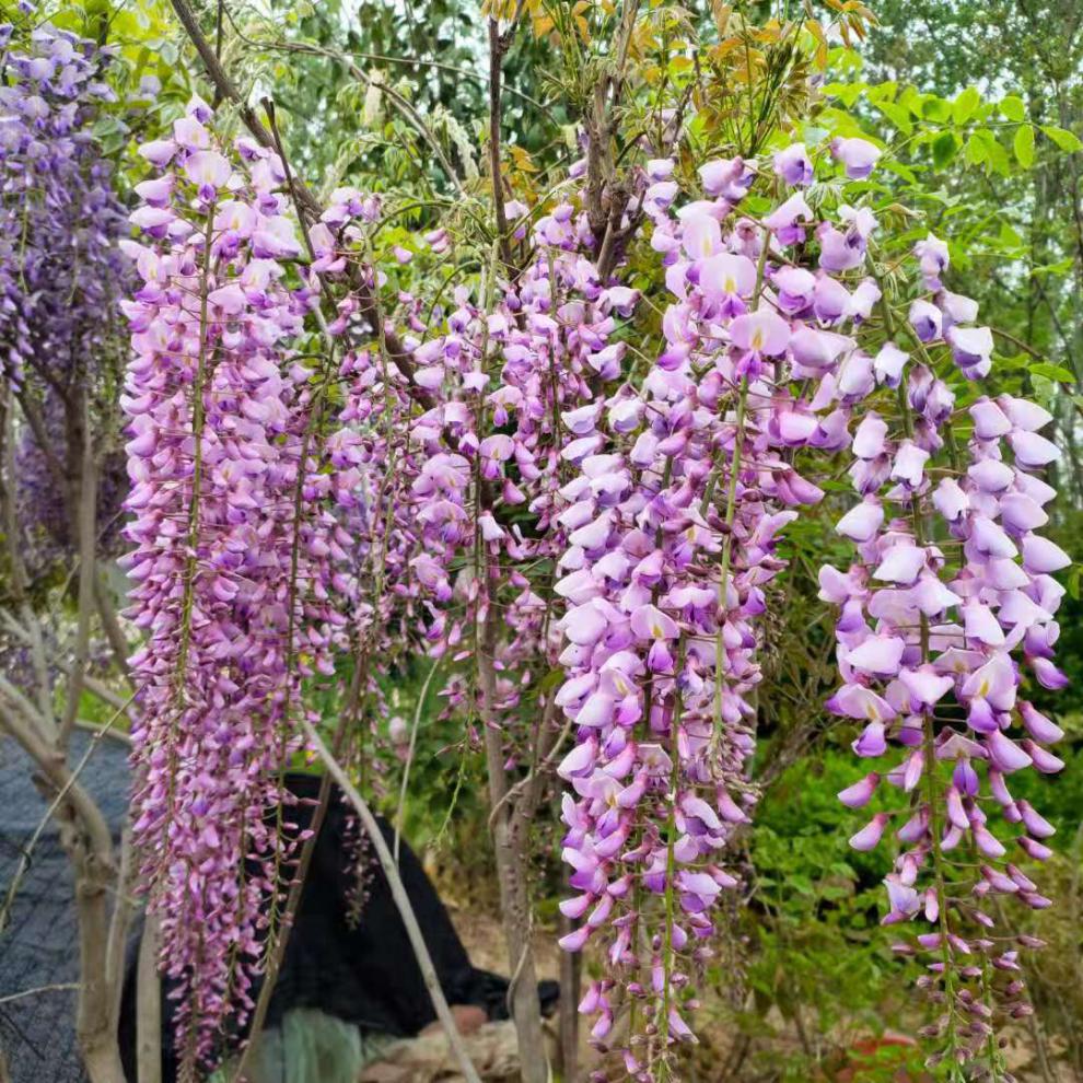 畷园 紫藤花苗爬藤植物树苗老桩丰花普罗旺斯多季庭院阳台攀援盆栽
