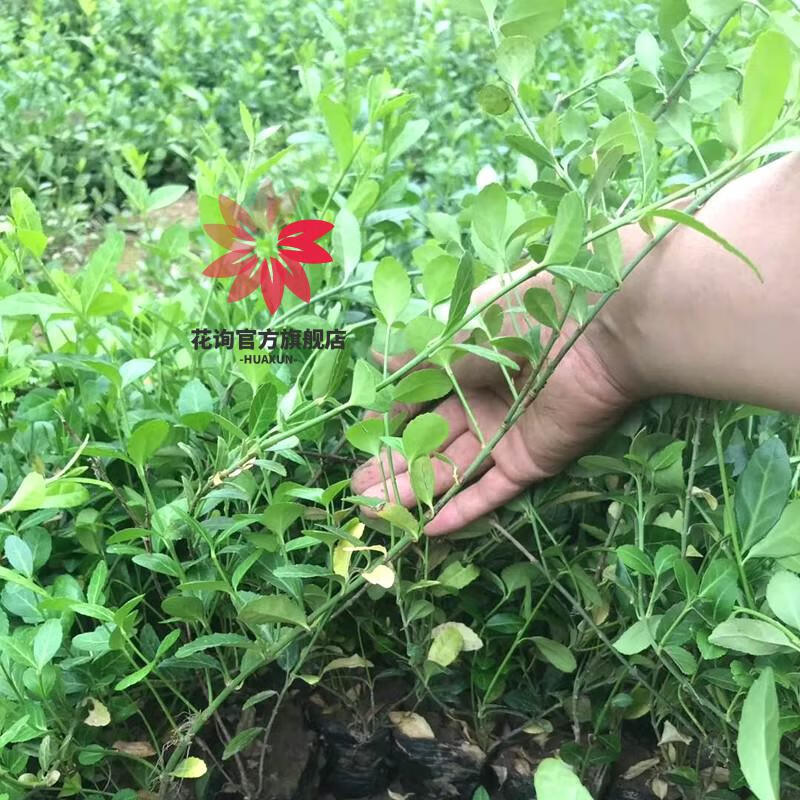 花询扶芳藤攀援花卉爬藤盆栽地栽大小叶扶芳藤苗四季常绿生长速度超快