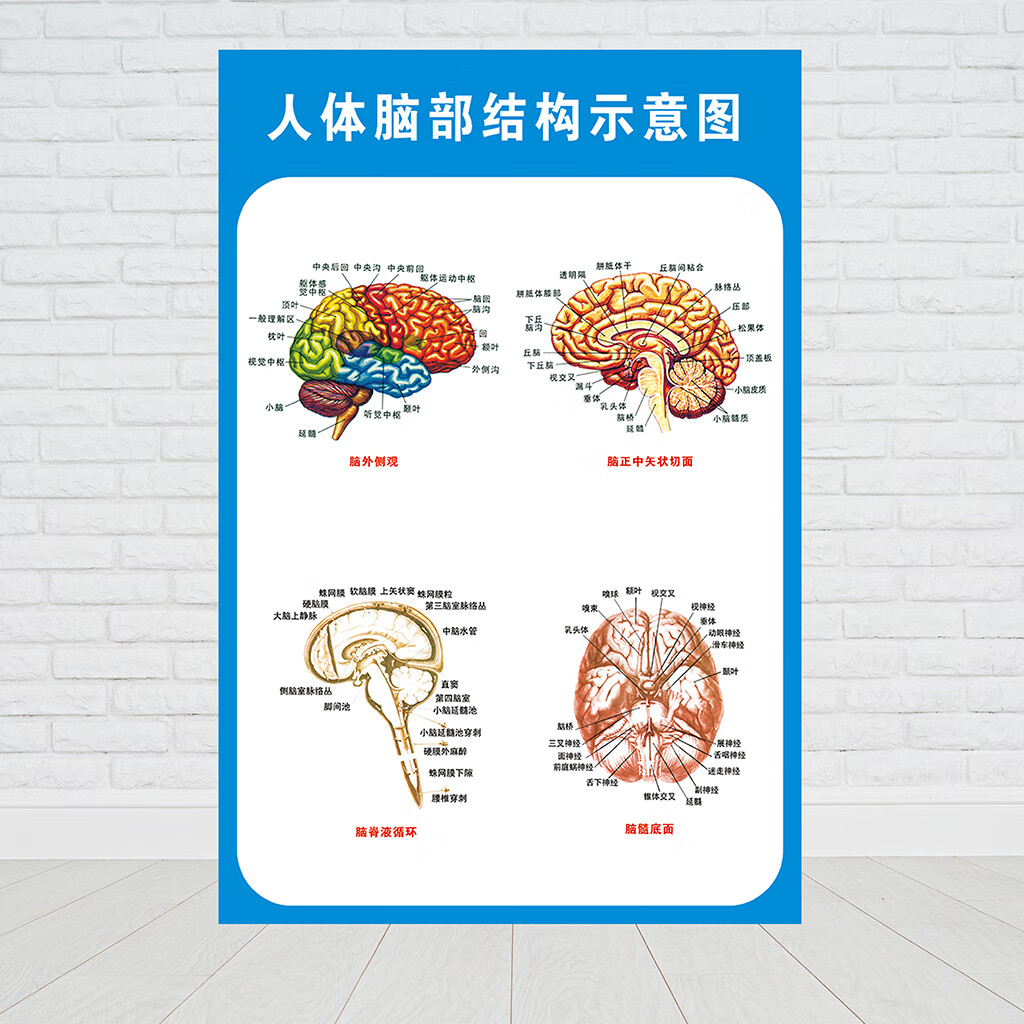 大脑解剖图脑示意图医院布置海报医学宣传人体器官解剖挂图贴颅神经