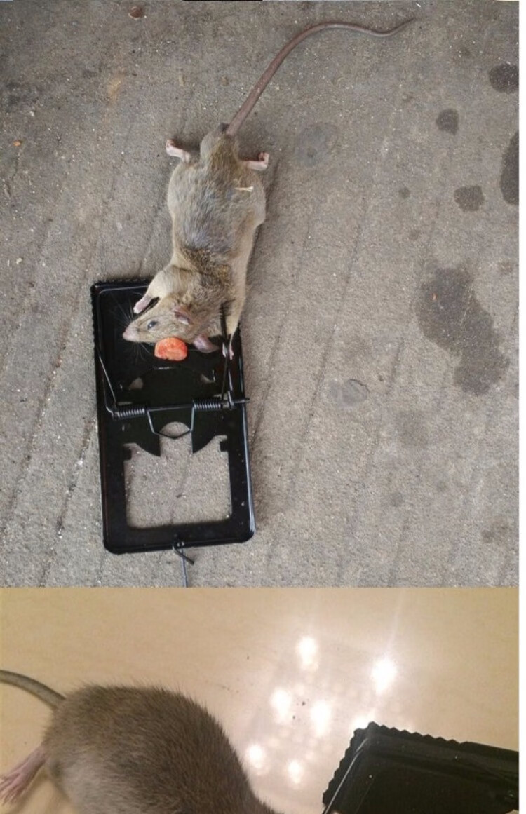 6个装老鼠夹捕鼠器灭鼠器强力夹子家用抓鼠器捕鼠神器铁夹子自动