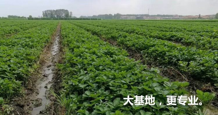 小盆栽批发基地在哪里