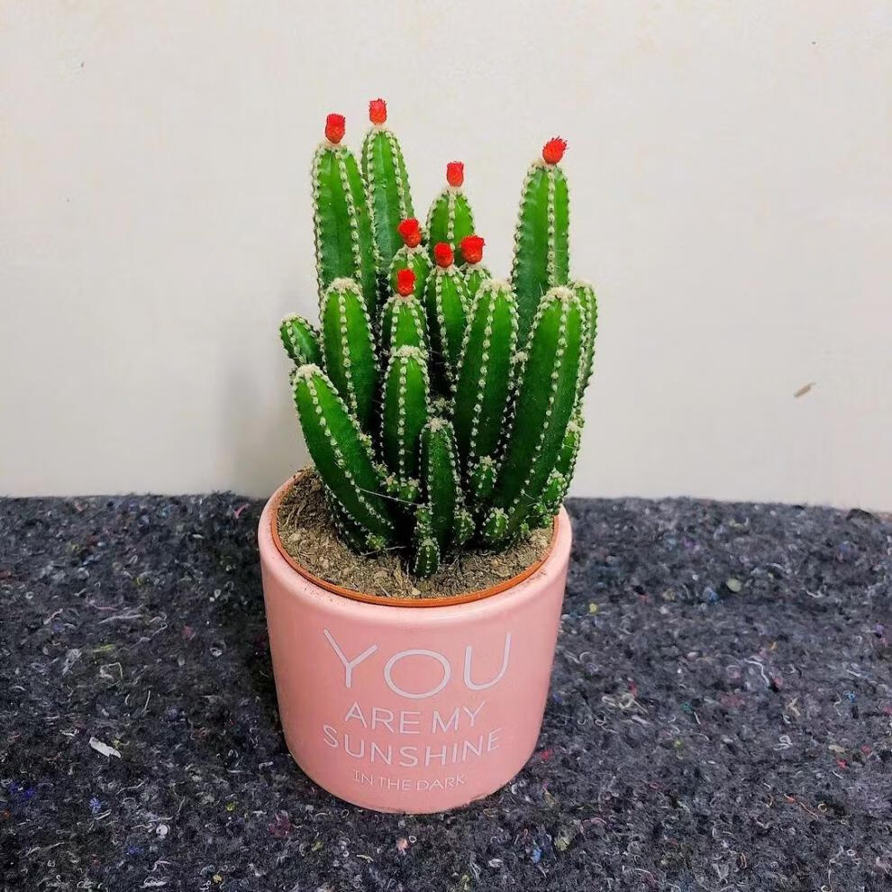 精选现发彩色仙人球三色球组合万重山盆栽室内新款多肉桌面绿植进宝