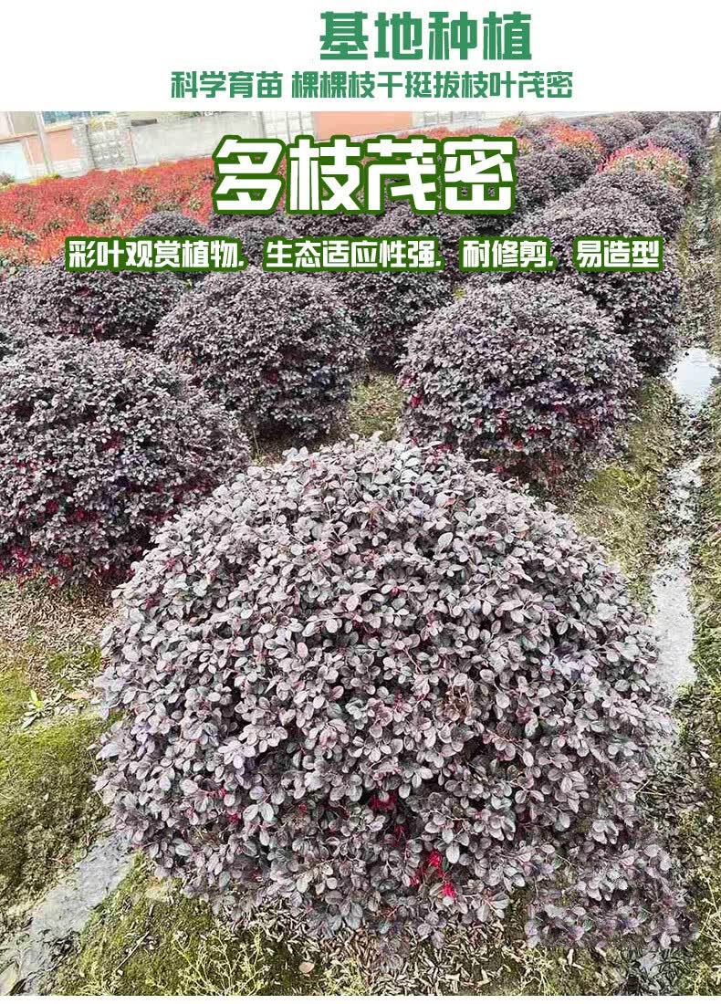红花继木球红花檵木树苗老桩盆景庭院园林绿化带工程苗木围墙植物继木