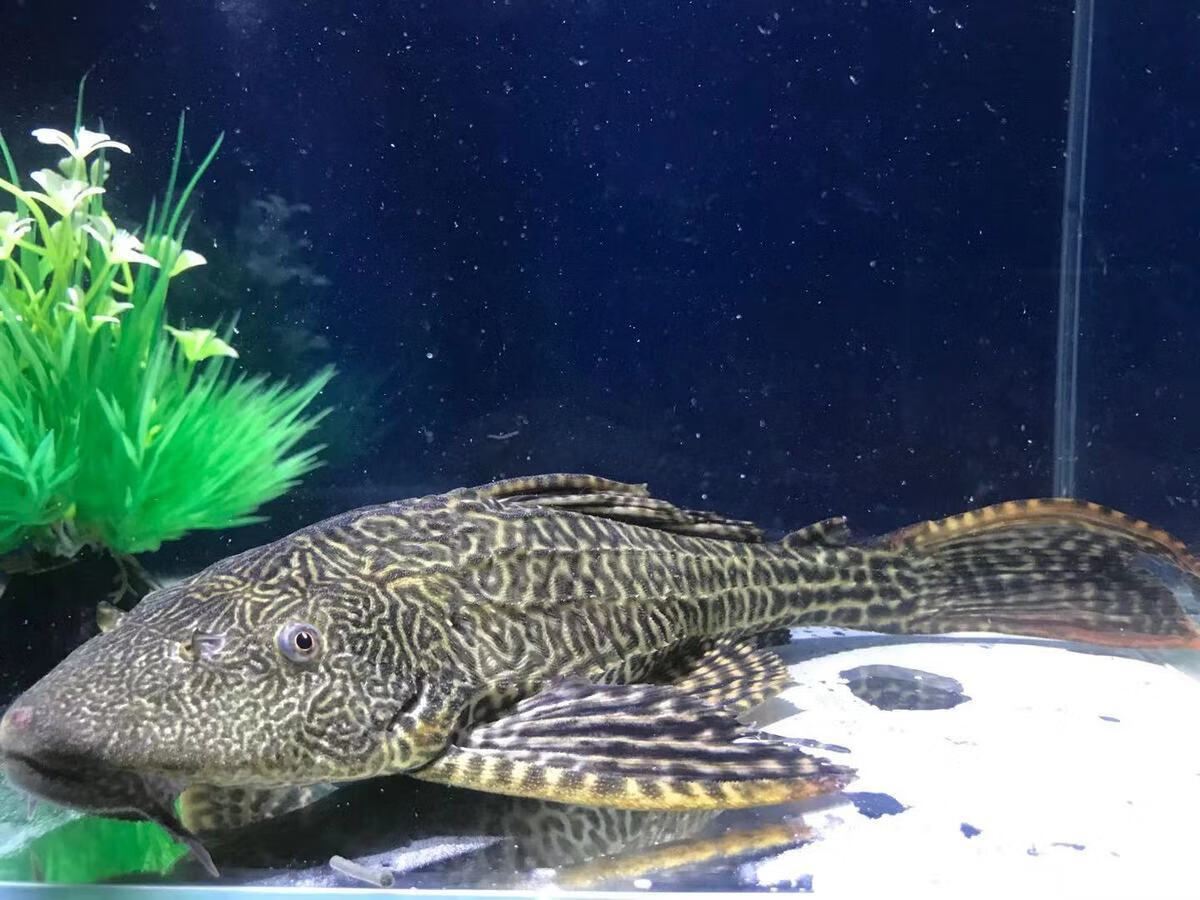 【京选好物】活体大尺寸清道夫鱼淡水鱼缸清洁工专吃鱼粪除藻净化水质