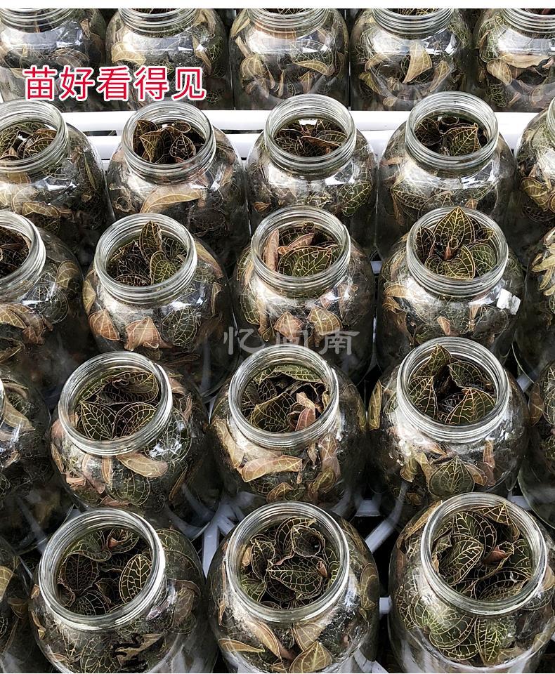野生金线莲苗金钱草花种子瓶苗花卉盆栽植物室内好养绿植盆栽 伊梵麦