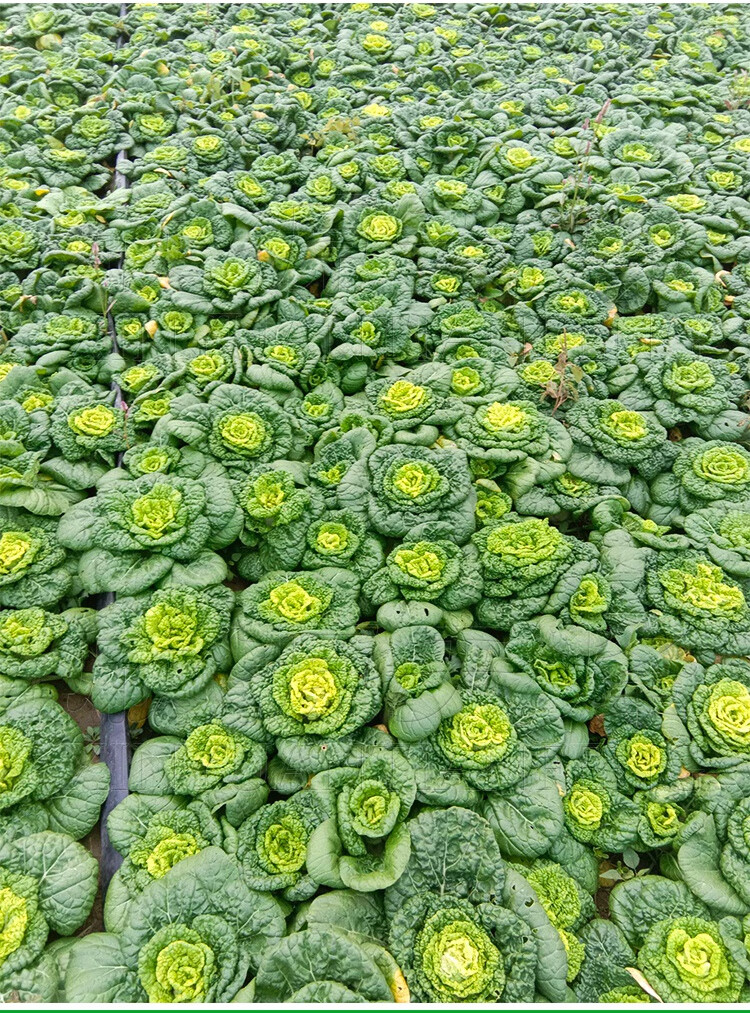 黄心乌塌菜种籽卷心菊小白菜蔬菜乌塔种孑子春季阳台盆栽四季播冬 中
