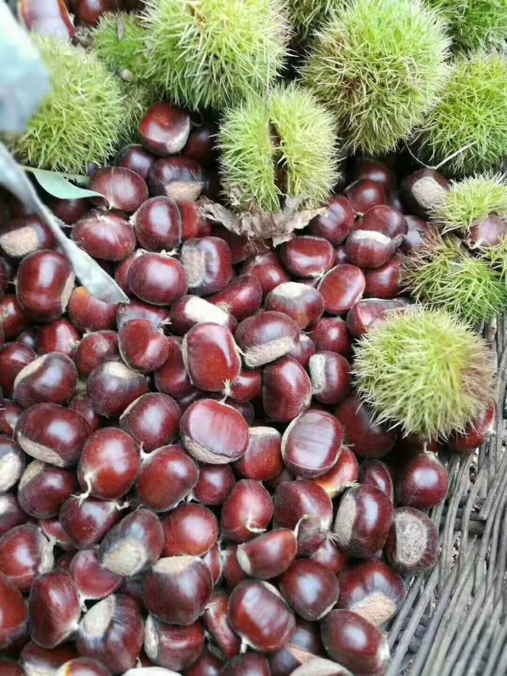 芬岚 河北邢台特产新鲜板栗5斤生板栗农家现摘散装栗子甜糯板栗 3斤