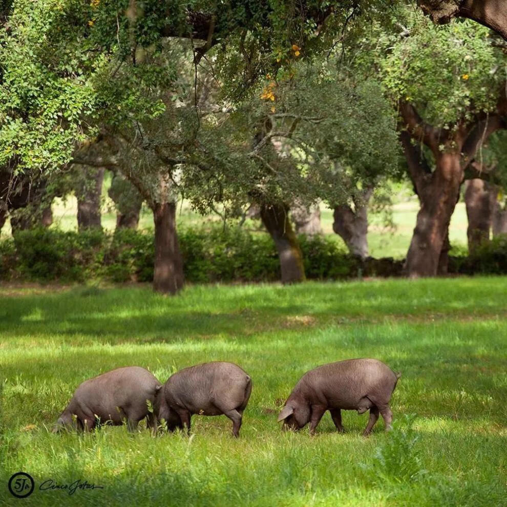 西班牙火腿整只 西班牙火腿伊比利亚纯种黑猪后腿风干后腿火腿冷吃