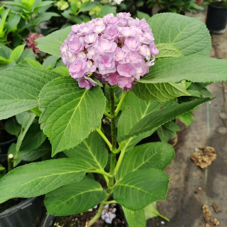 精品绿植绣球花苗盆栽花卉植物室内好养的花四季开花不断大花易成活