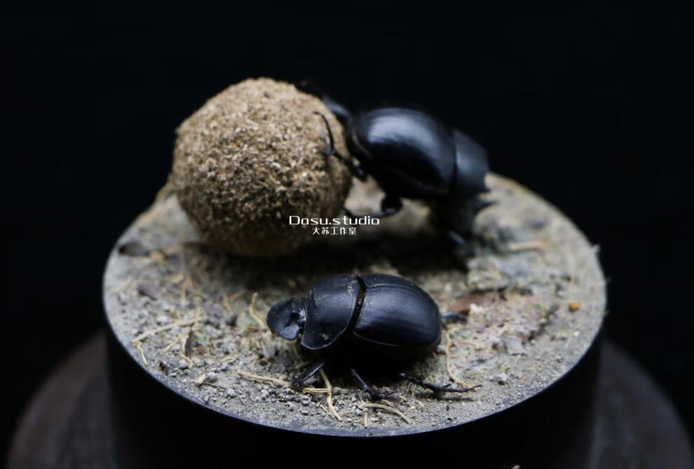 昆虫标本前行屎壳郎推粪球微景观生态标本玻璃罩摆件收藏大苏昆虫礼物