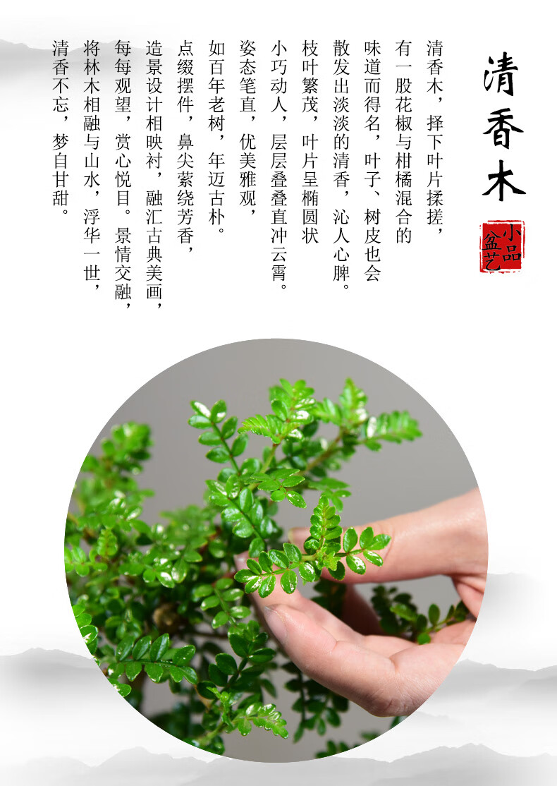 【美目盼兮】陶釉s清香木 带盆栽好【图片 价格 品牌 报价】-京东