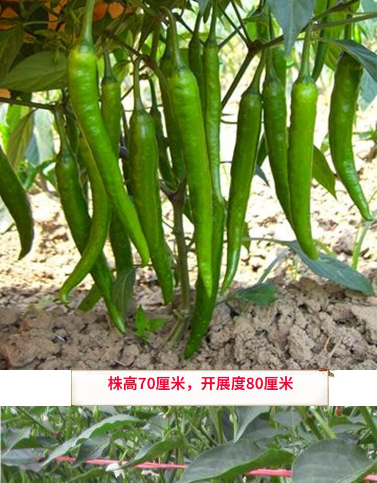 杭椒种子美人椒辣椒种籽尖椒线椒辣度高四季蔬菜高产杭椒苗24棵