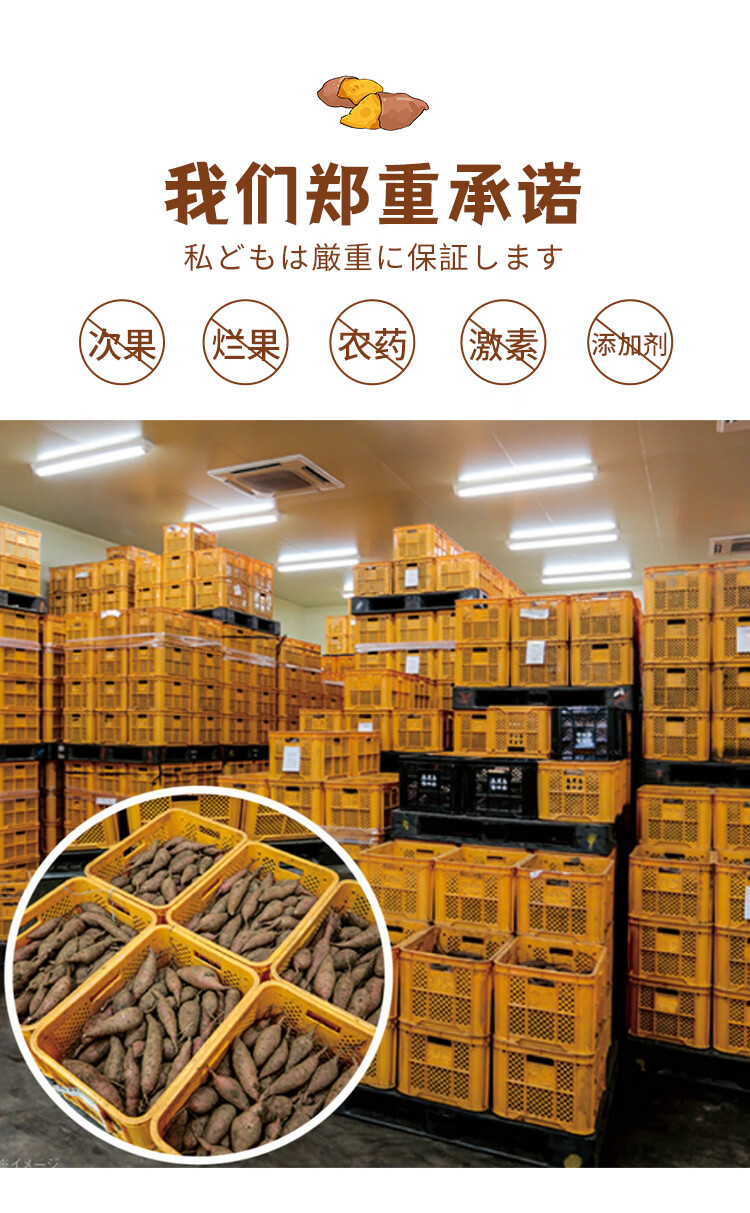 现挖现发日本红薯玛莎莉新鲜现挖甜味浓厚软糯沙地蜜薯日本黄金番薯