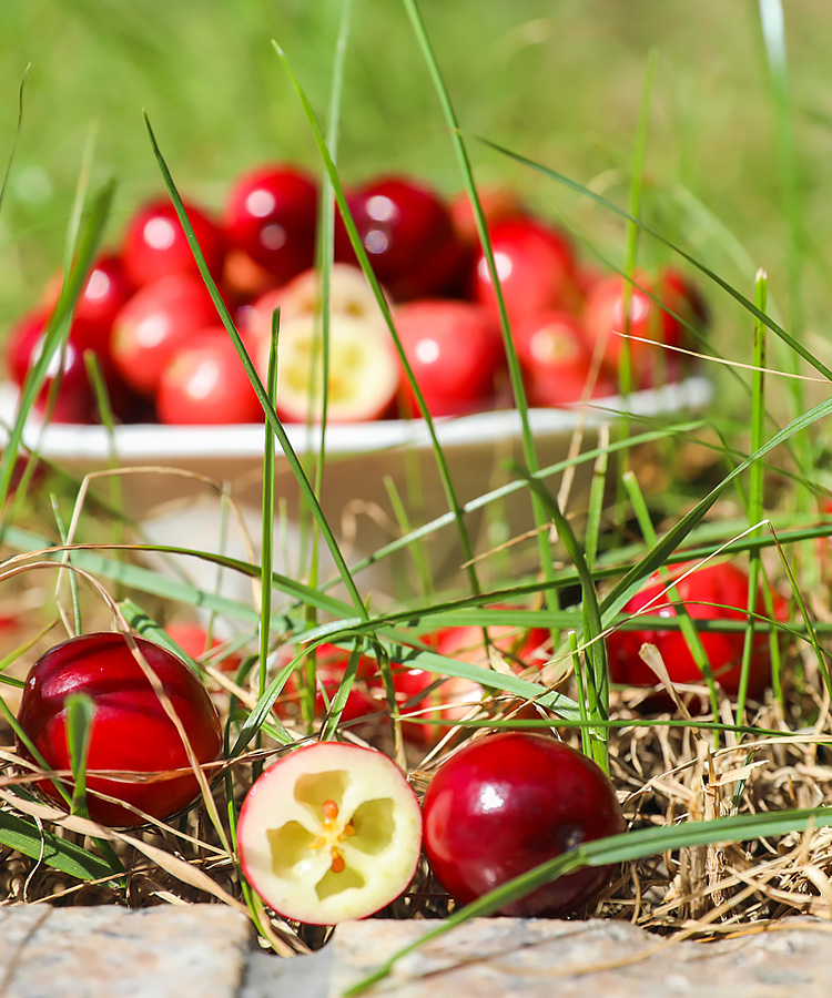 cranberry新鲜蔓越莓鲜果红海小镇女性脆酸水果浆果80g*2盒 果农精选8