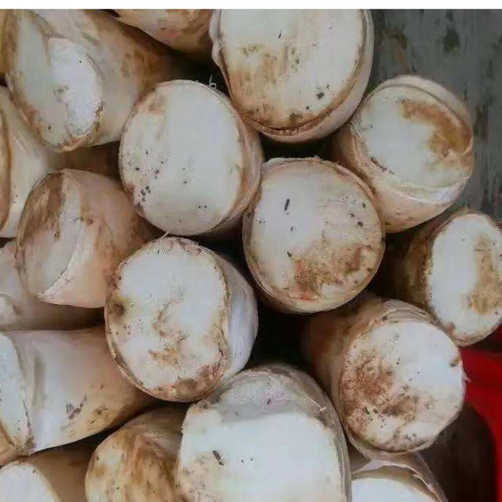 冬笋思茅甜笋云南特产新鲜竹笋嫩笋食用农产品当季蔬菜生吃500g2500g