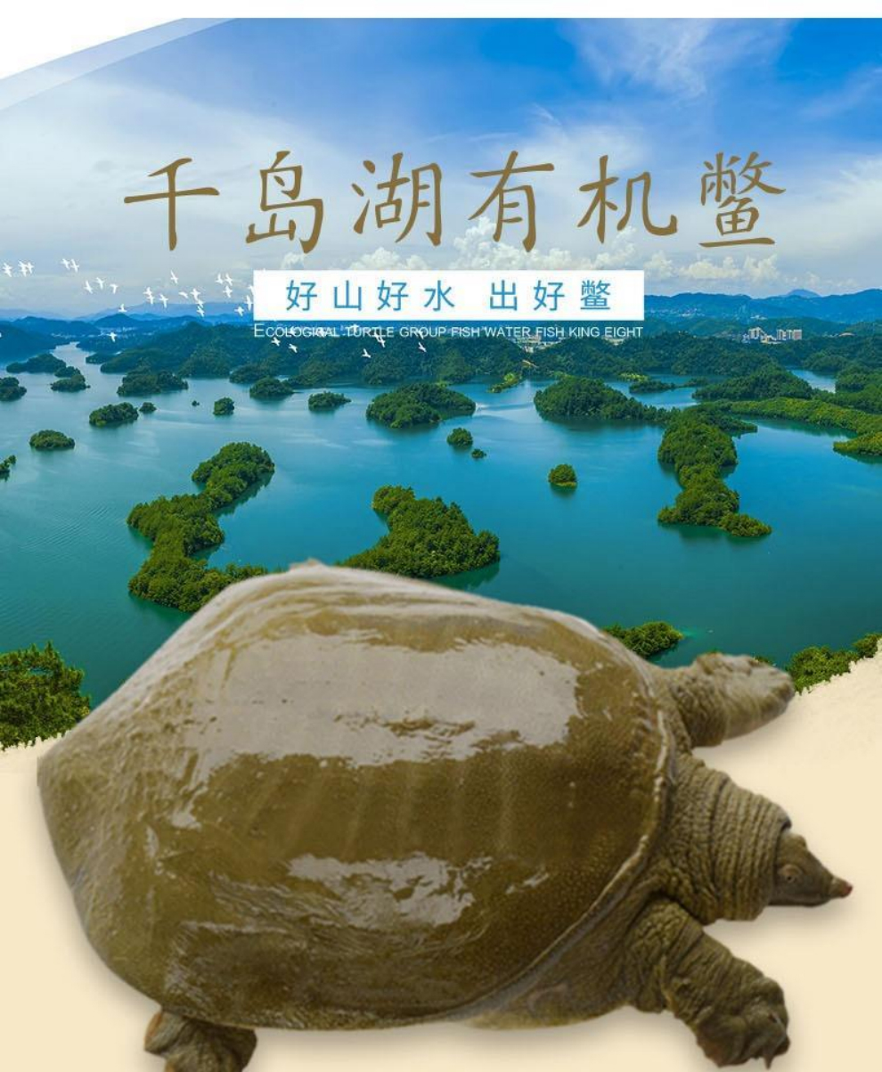 六鲜钓海 千岛湖甲鱼鲜活生态仿野生中华鳖清水鳖水鱼团鱼王八 精品公
